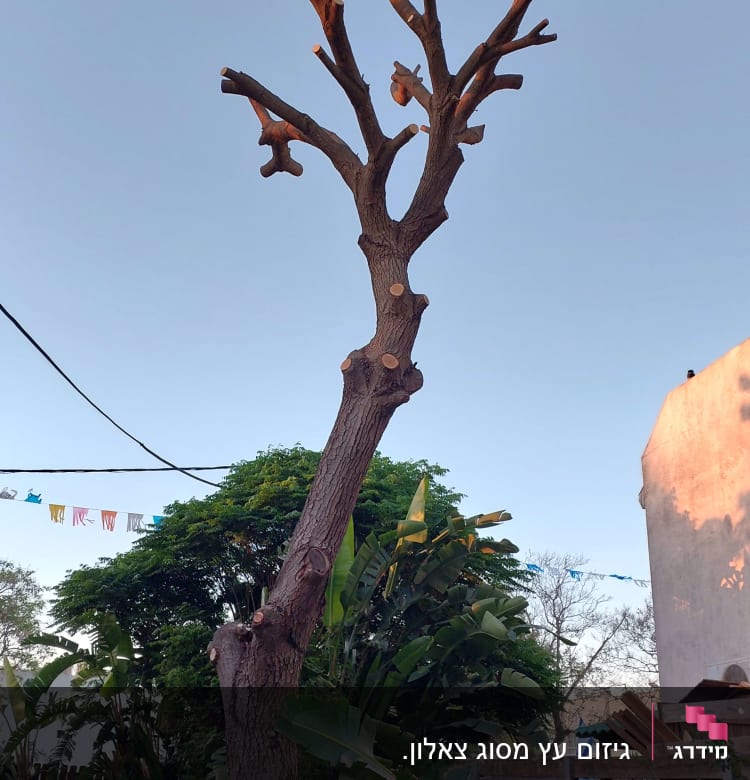 עץ גזום עם ענפים קצוצים בשטח פתוח